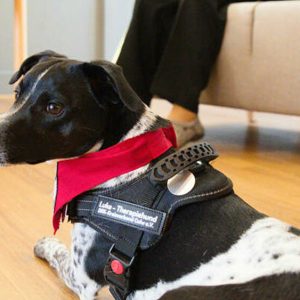 Fachfragenprüfung zur Therapiehundeprüfung