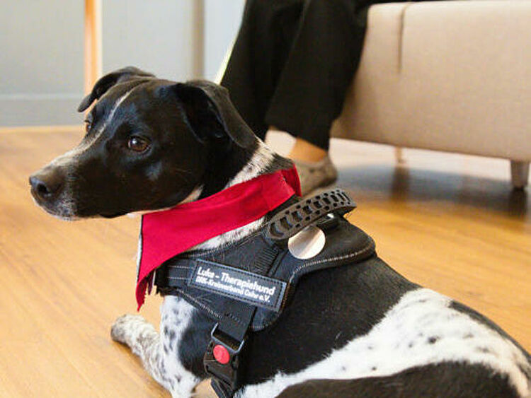 Fachfragenprüfung zur Therapiehundeprüfung